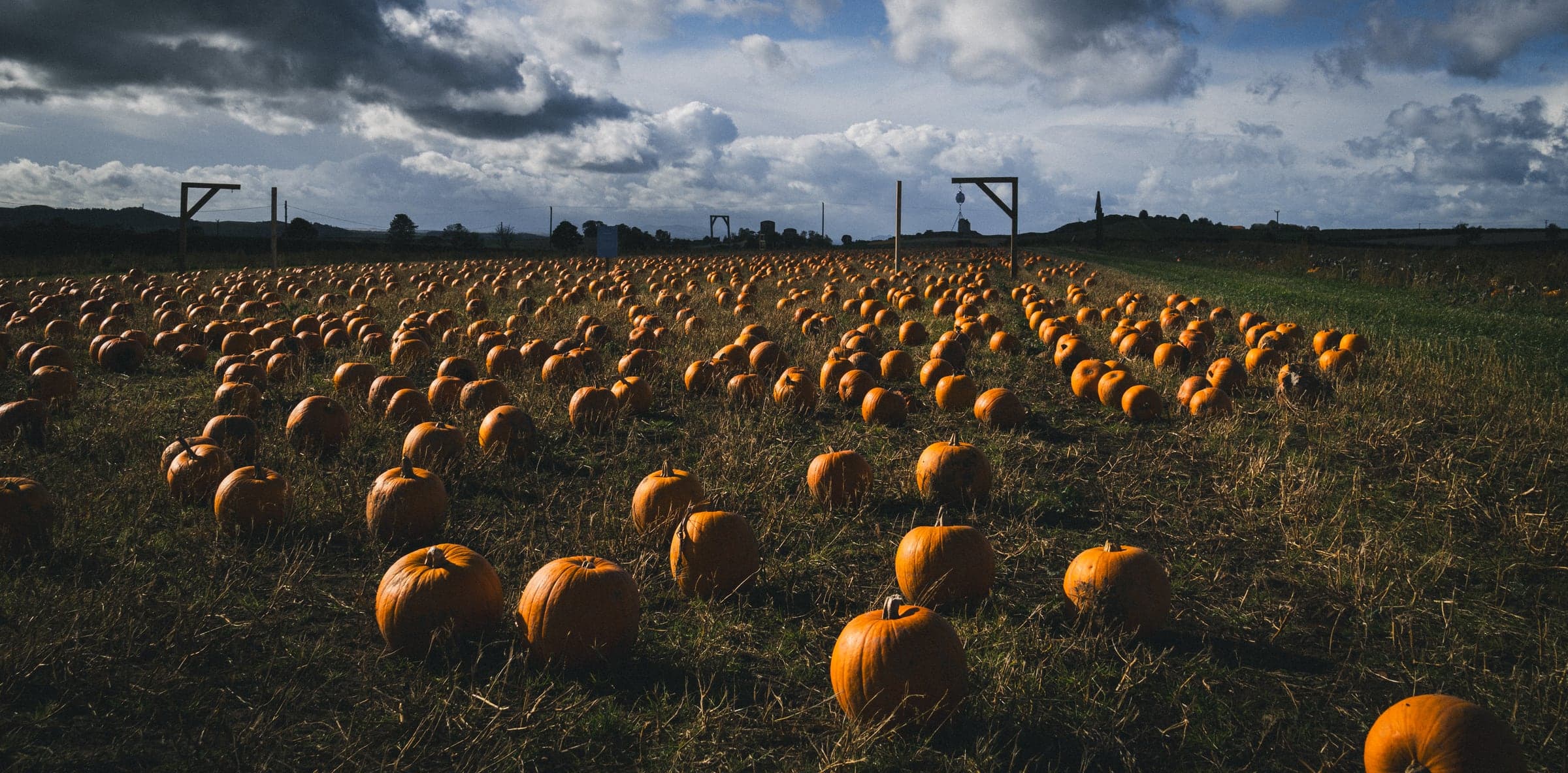 Pumpkins growing in the field at Balgone Estate ahead of Balgone Pumpkins 2026