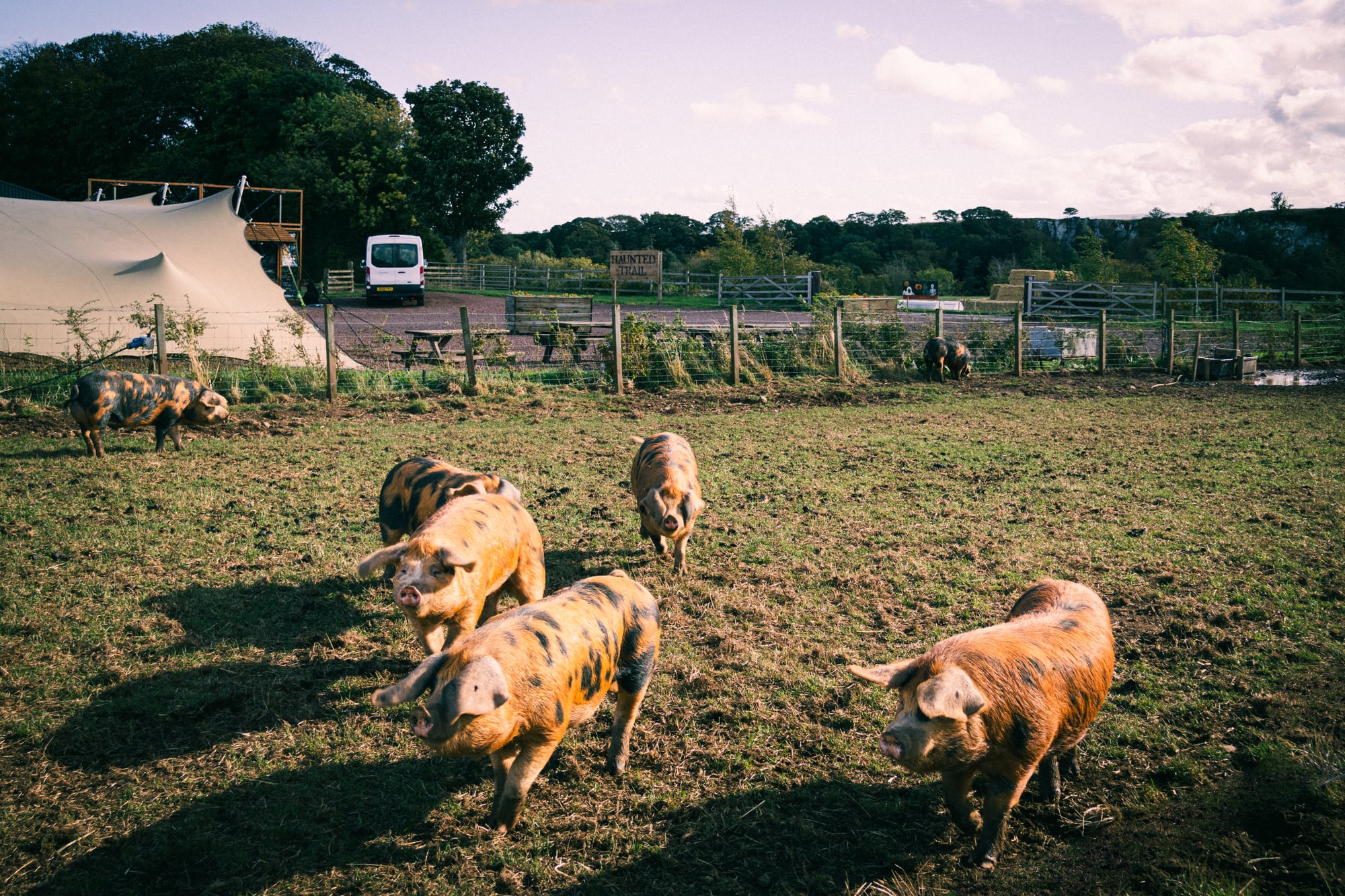 Pigs at Balgone Estate during preparations for Balgone Pumpkins