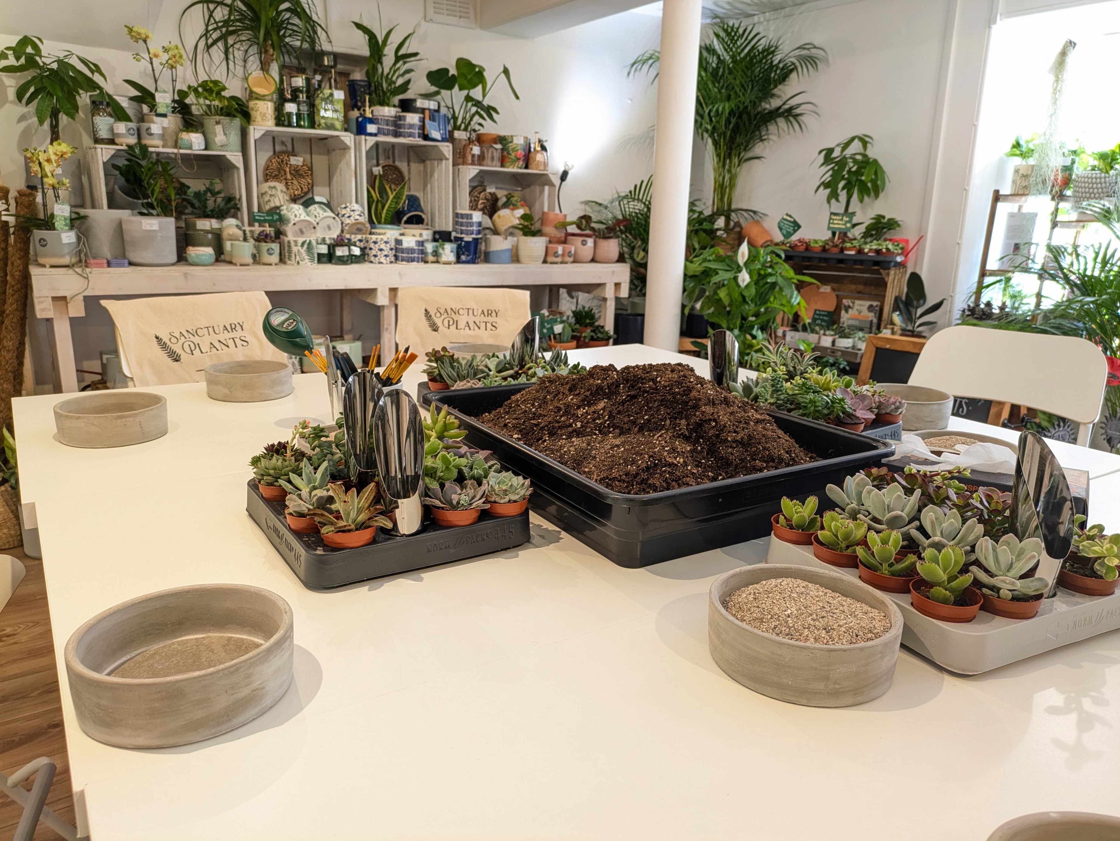 Mindful Succulent Garden Workshop in our beautiful plant shop, Sanctuary Plants