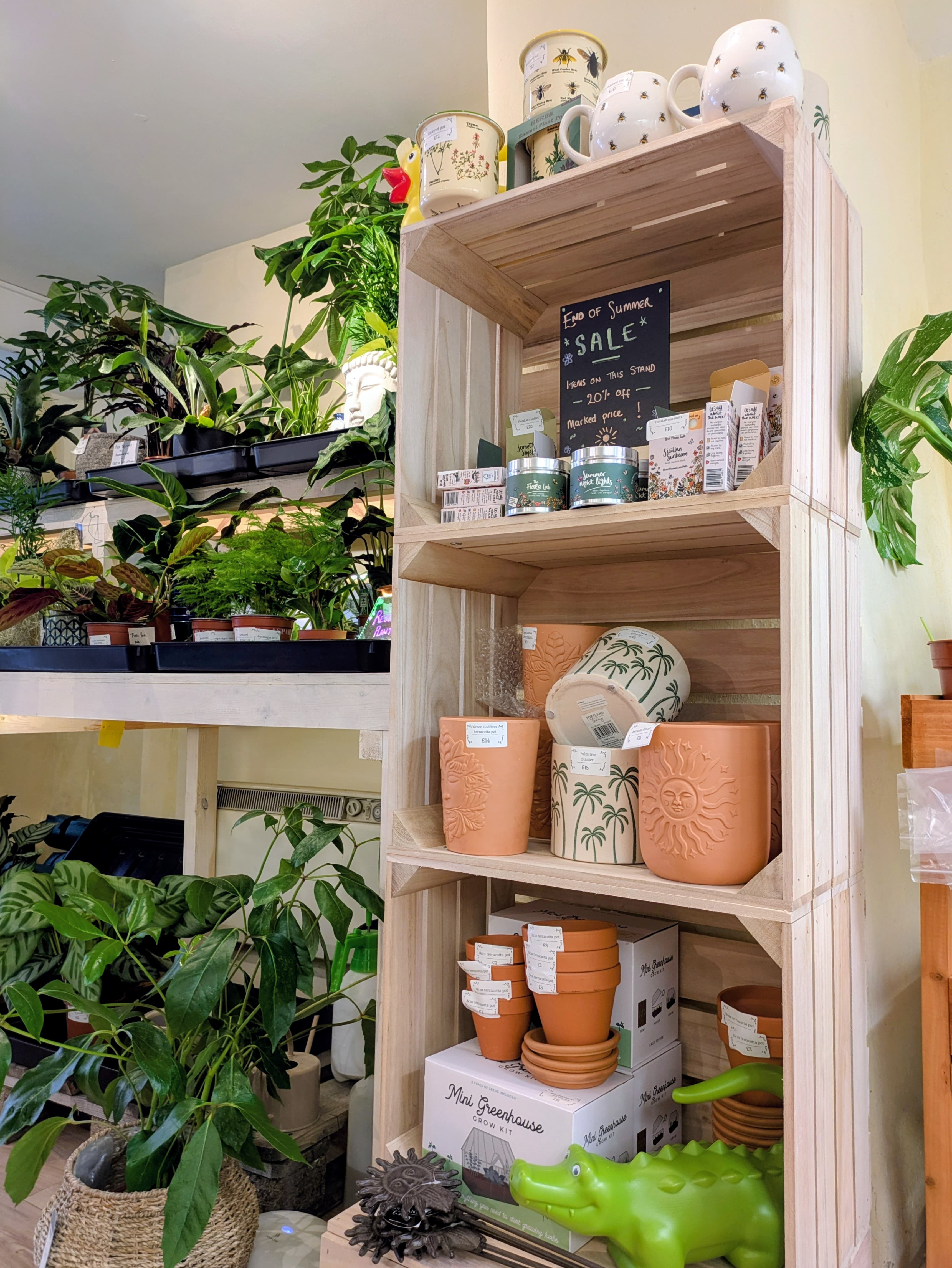 End of Summer sale at Sanctuary Plants, Sanctuary Plants
