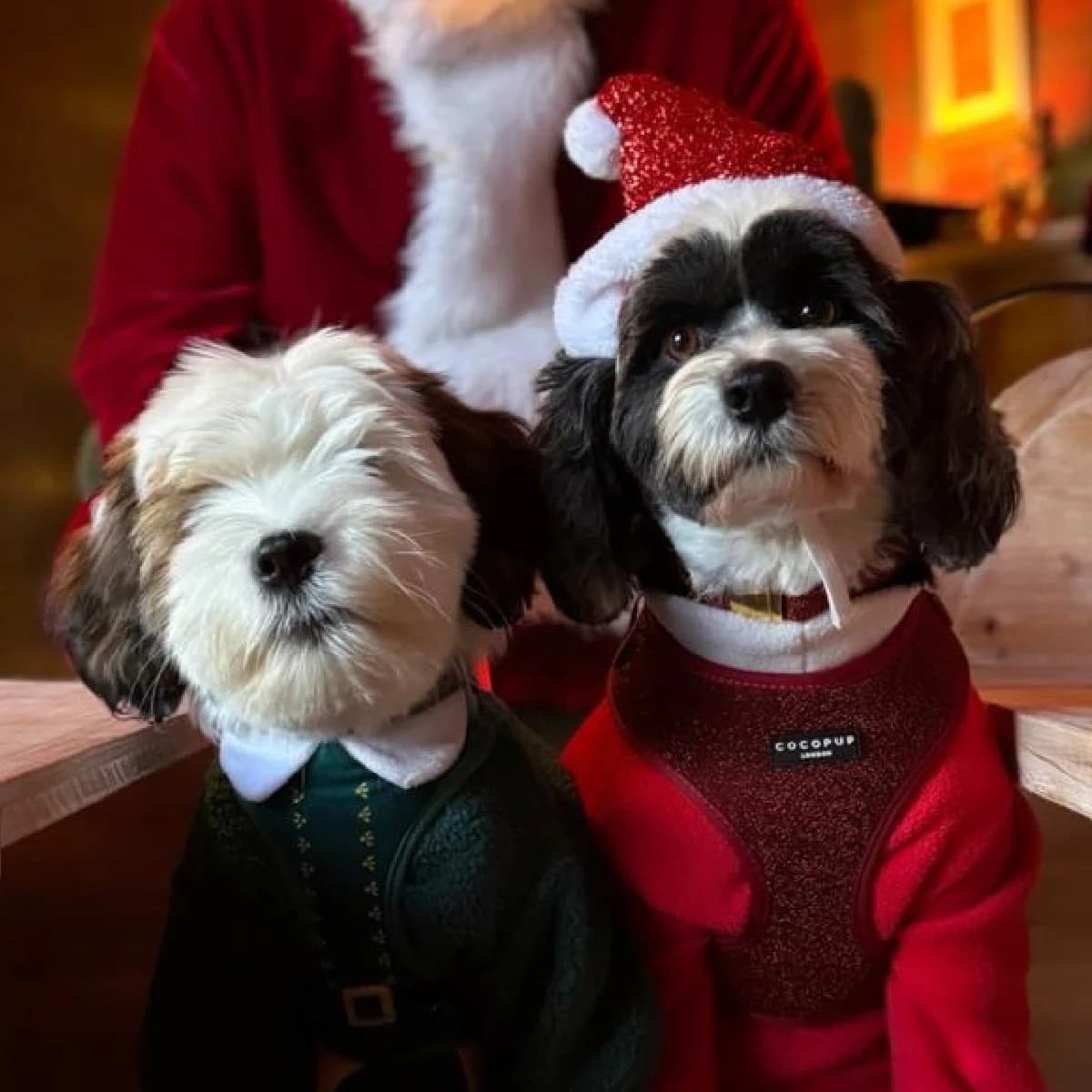 Santa Paws, Archerfield Walled Garden, Dirleton