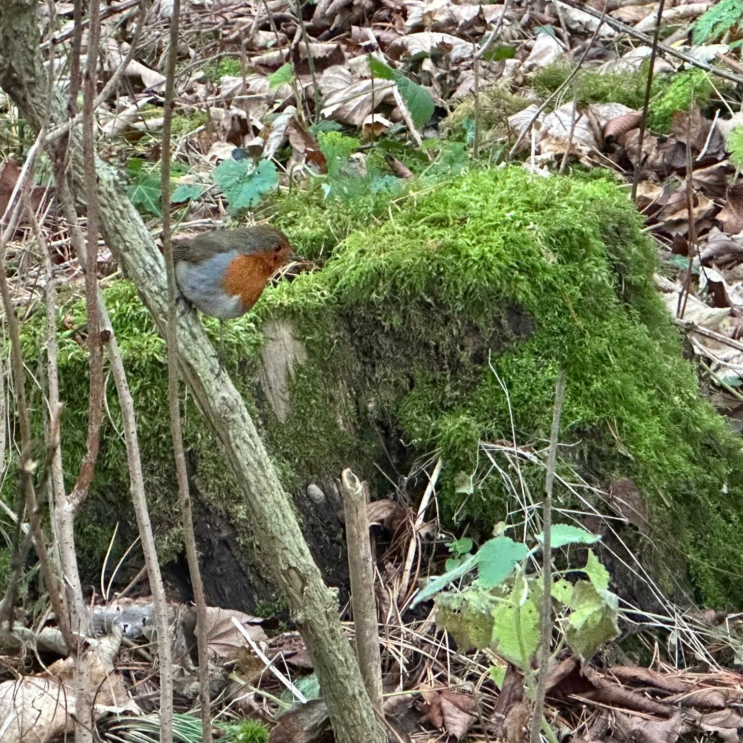 Wild Art Tales with the Woods, Lochend Woods, Dunbar